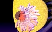Herceptin May Benefit Some Women