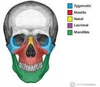 Facial Skeleton