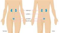 What you need to know about urinary tract