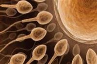 Western cases of infertility