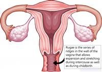 Vaginal Loosening