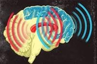Brain waves synchronize 'in order to learn'