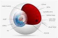Refractive Surgery: Not All Flaps Are the Same