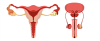 Hypogonadism
