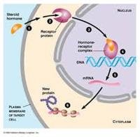 Allergies May Prevent Some Cancers