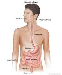 What are rare digestive system tumors?
