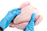 What is Salmonella?