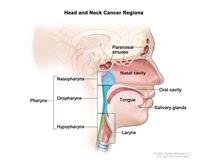 Head and Neck Tumors