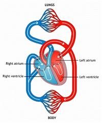 Heart problems in children