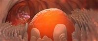 Oocyte withdrawal.
