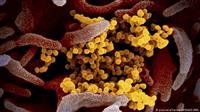 Corona virus also invades the digestive system