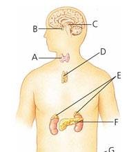The endocrine system