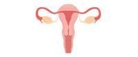 Cervix: information you need to know