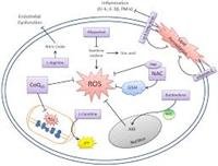 Vitamins E and C in the Prevention of Cardiovascul