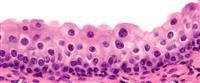 Epithelial tissue: highlights