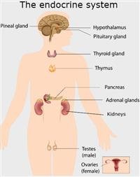 Endocrine glands and their hormones