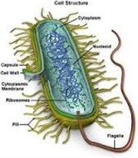What Is Mycoplasma Genitalium?