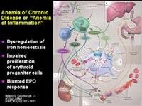 Anemia of Chronic Disease