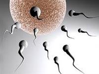 Sperm FAQ