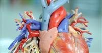 Simple steps reduce the risk of heart disease