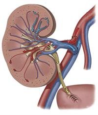Care After Kidney Transplant