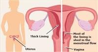 All About Periods