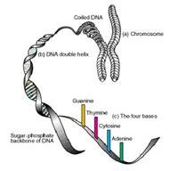Karyotype Tests