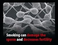 Smoking May Harm Sperm, Male Fertility