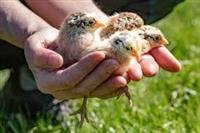 Zoonotic Disease