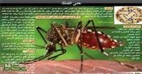 The bite of "AIDS Egypt" prepares for dengue
