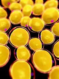 Stem cells from fat tissue