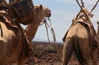 MERS Coronavirus Neutralizing Antibodies in Camels