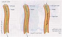 صحة القلب