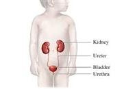 Urinary Tract Infections in Children - What Increa
